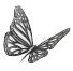 Image d’un papillon
